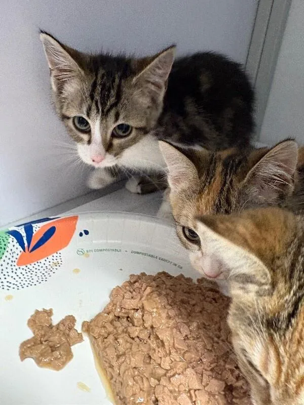 A young medium-sized female Brown / Chocolate Domestic Short Hair cat named Charcoal for adoption in Fort Collins, CO