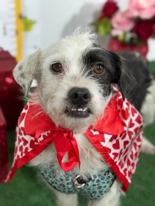 A young small-sized female White / Cream Parson Russell Terrier dog named Milkshake for adoption in Carlsbad, CA