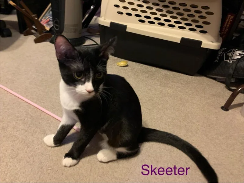A baby small-sized female Domestic Short Hair cat named Skeeter for adoption in Lewisville, TX