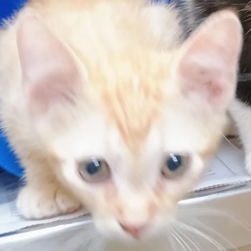 A baby small-sized male Orange / Red Domestic Short Hair cat named Lovey for adoption in Palestine, TX