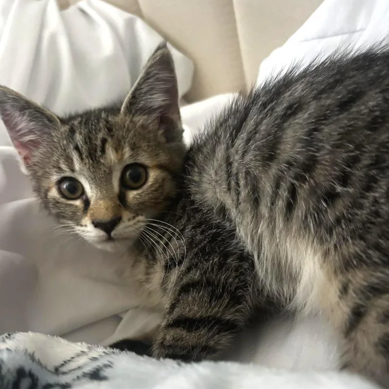 Judy Hopps thumbnail 2