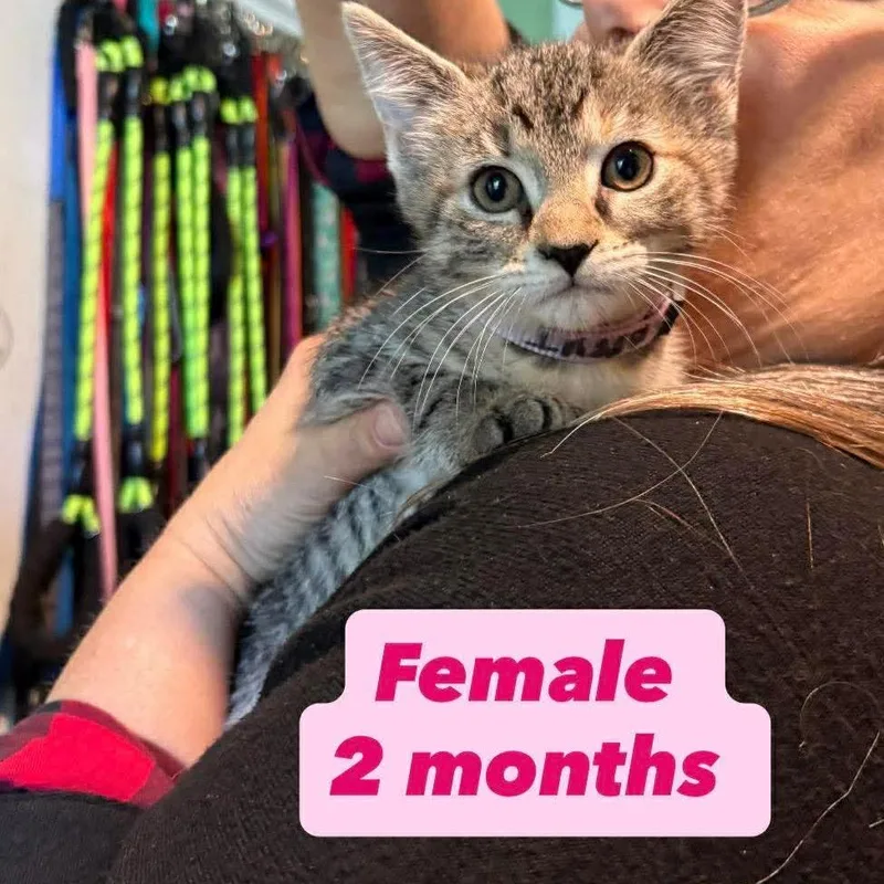 Judy Hopps thumbnail 3