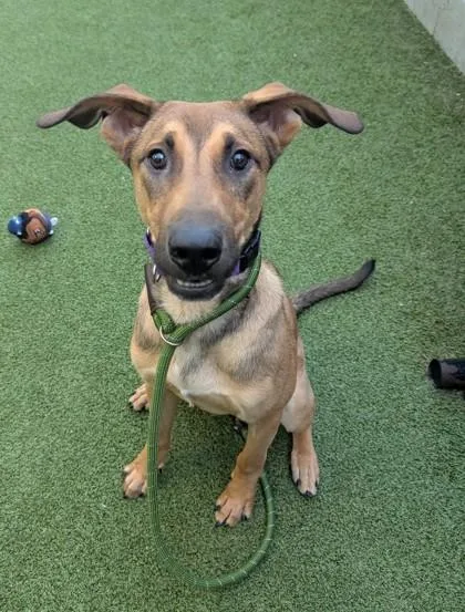 A baby large-sized male Belgian Shepherd / Malinois dog named Hamish for adoption in Bellevue, WA