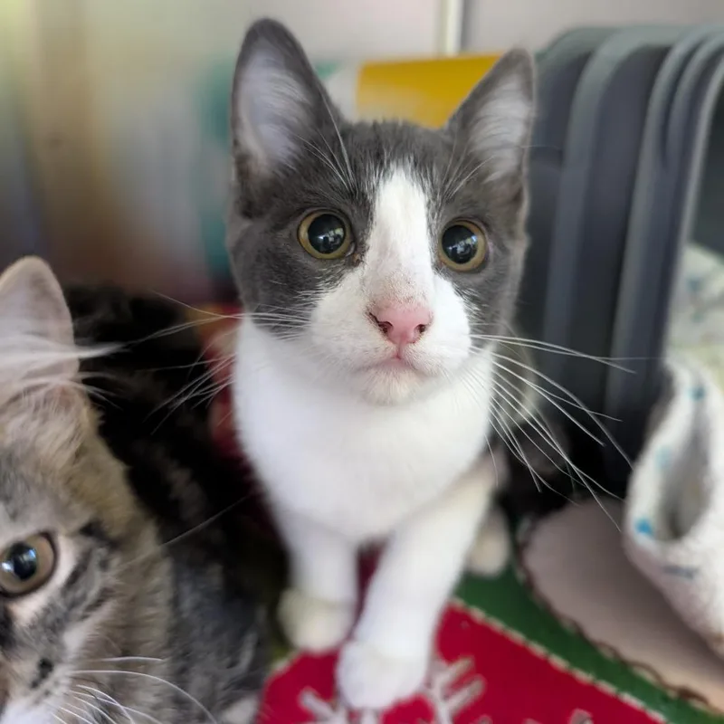 A young small-sized male Gray / Blue / Silver Domestic Short Hair cat named Jason for adoption in Emporia, KS