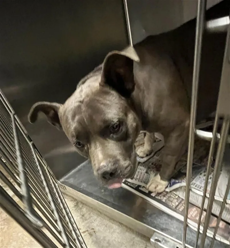 An adult medium-sized male American Staffordshire Terrier dog named Nico for adoption in Van Nuys, CA