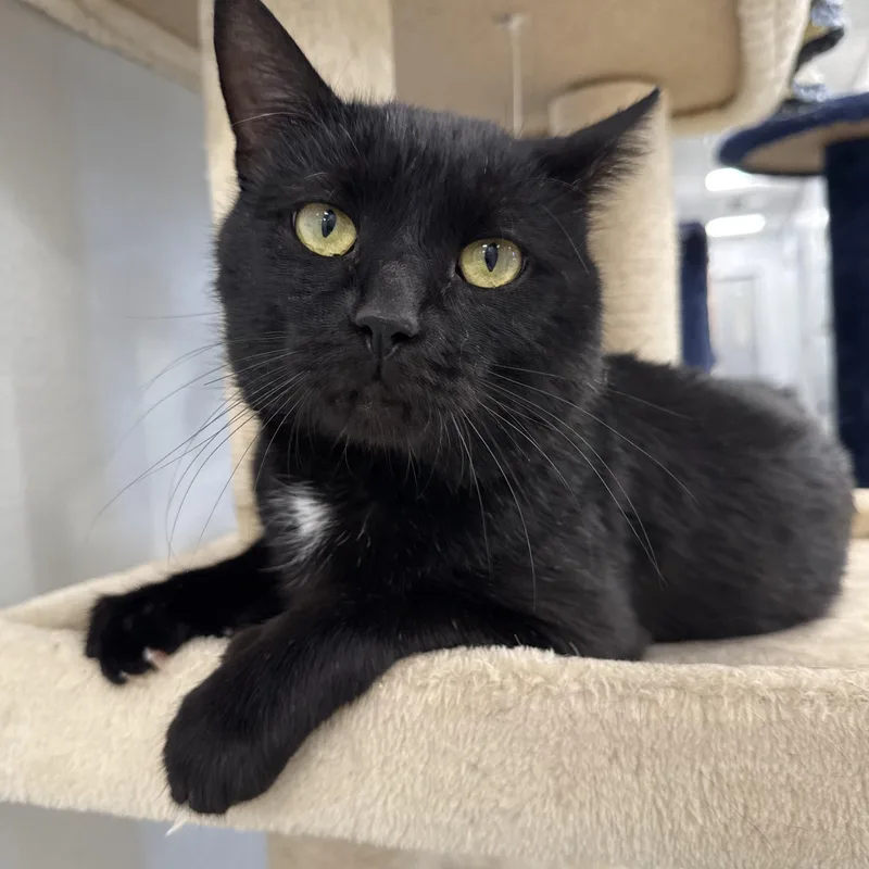 A young medium-sized male Black Domestic Short Hair cat named Poseidon for adoption in North Haven, CT
