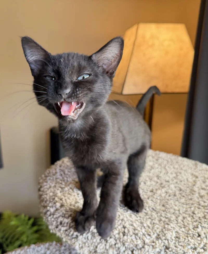 A baby medium-sized male Black Domestic Short Hair cat named Jerry for adoption in Springfield, OR