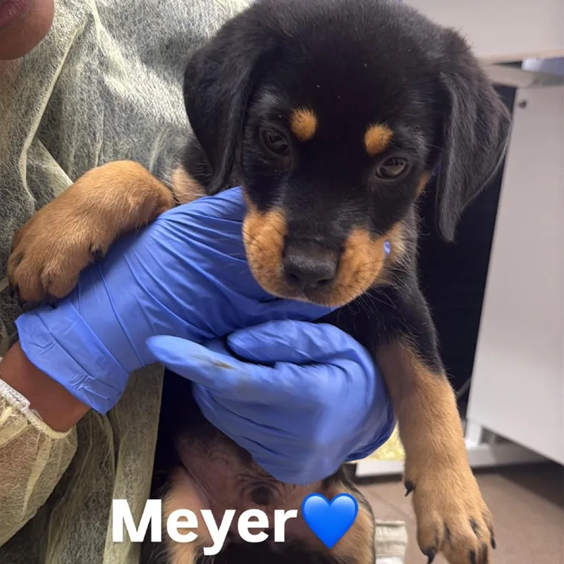 A baby small-sized male Black Rottweiler dog named Meyer A for adoption in Mission Hills, CA