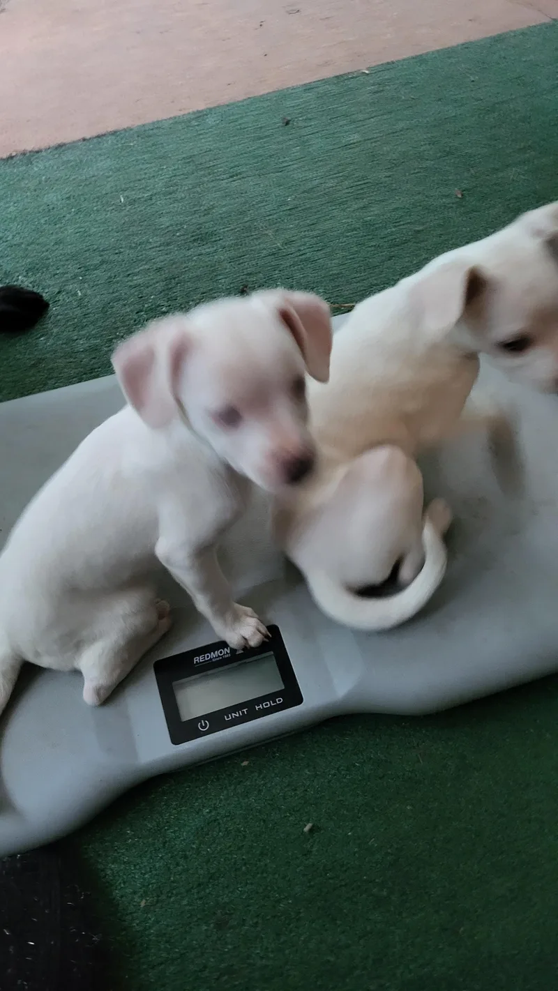 A baby medium-sized female White / Cream Chihuahua dog named Miss Daisy for adoption in Mooresville, NC