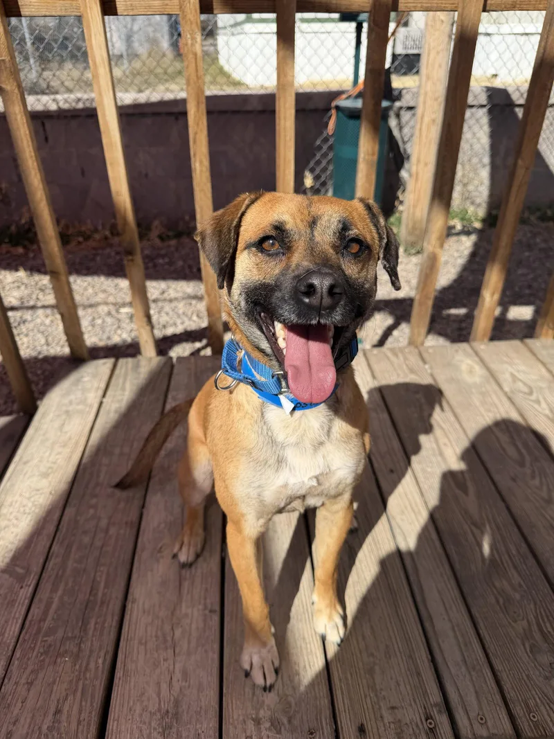 An adult medium-sized male Shepherd dog named Bucky for adoption in Aurora, CO
