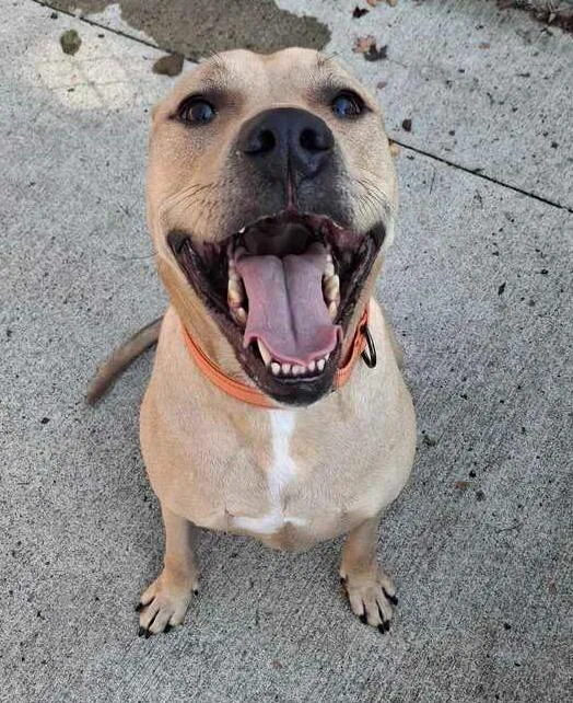 An adult large-sized male Brown / Chocolate Pit Bull Terrier dog named Champ for adoption in Bowling Green, OH