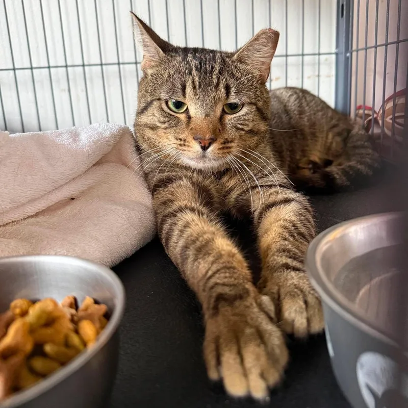 A young medium-sized male Tabby (Brown / Chocolate) Tabby cat named Jerry for adoption in Huntington, NY