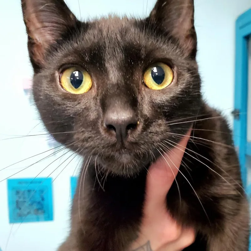 Soot Sprite thumbnail 2