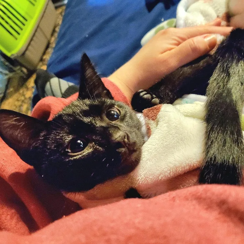 Soot Sprite thumbnail 3