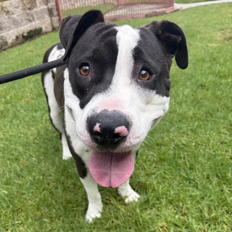 An adult large-sized male Pit Bull Terrier dog named Oreo for adoption in Los Angeles, CA