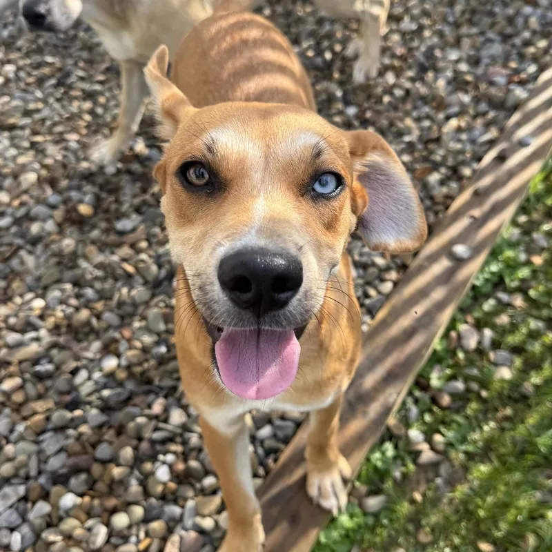 Lexie