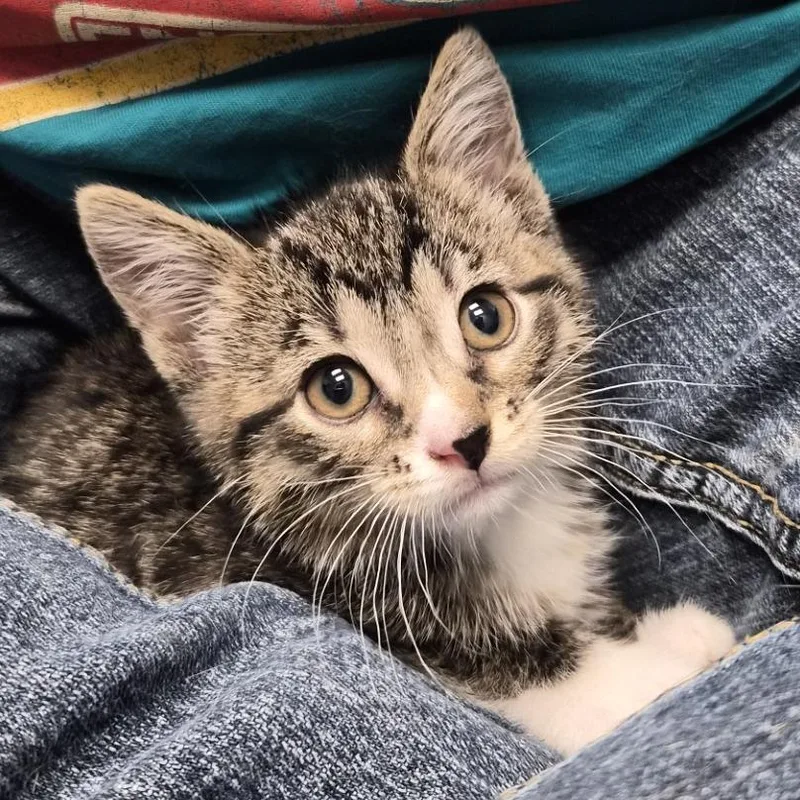 A baby small-sized female Brown / Chocolate Domestic Short Hair cat named Boimler for adoption in Chicago, IL