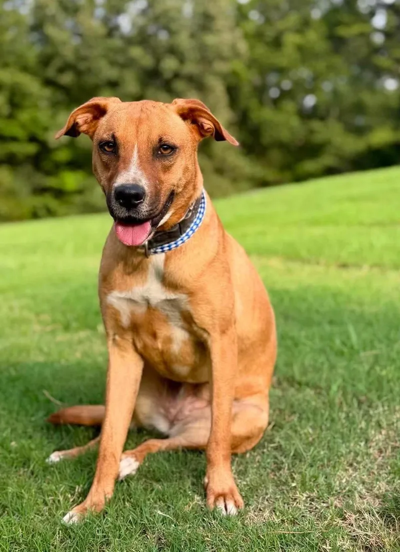 A baby medium-sized female Mixed Breed dog named Rose for adoption in Northwood, NH