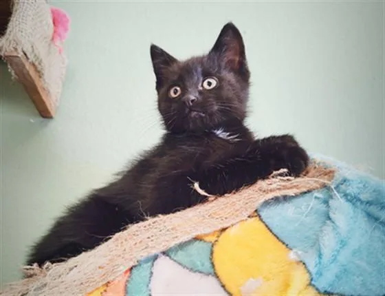 A baby small-sized male Domestic Short Hair cat named Wolfie for adoption in Denver, CO