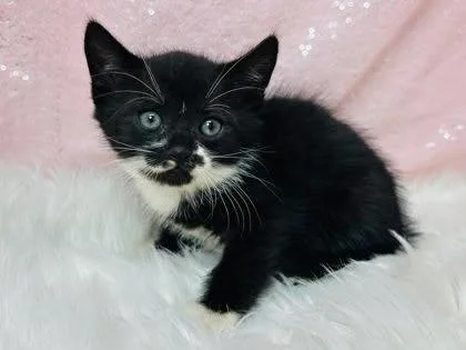 A young medium-sized female Black & White / Tuxedo Domestic Short Hair cat named Aelin for adoption in Clarkesville, GA