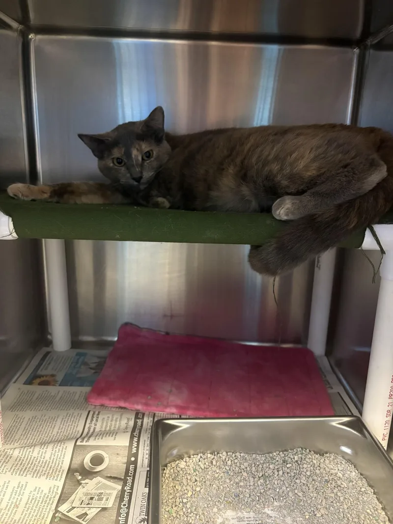 An adult medium-sized female Domestic Short Hair cat named "Amiri" for adoption in Leavenworth, KS