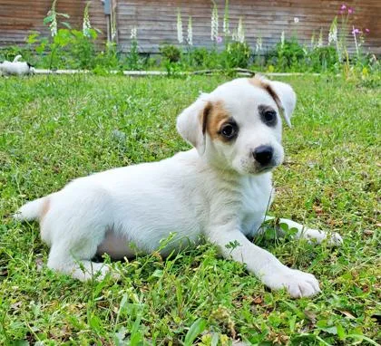 A baby small-sized male Beagle dog named Kizzie for adoption in King William, VA