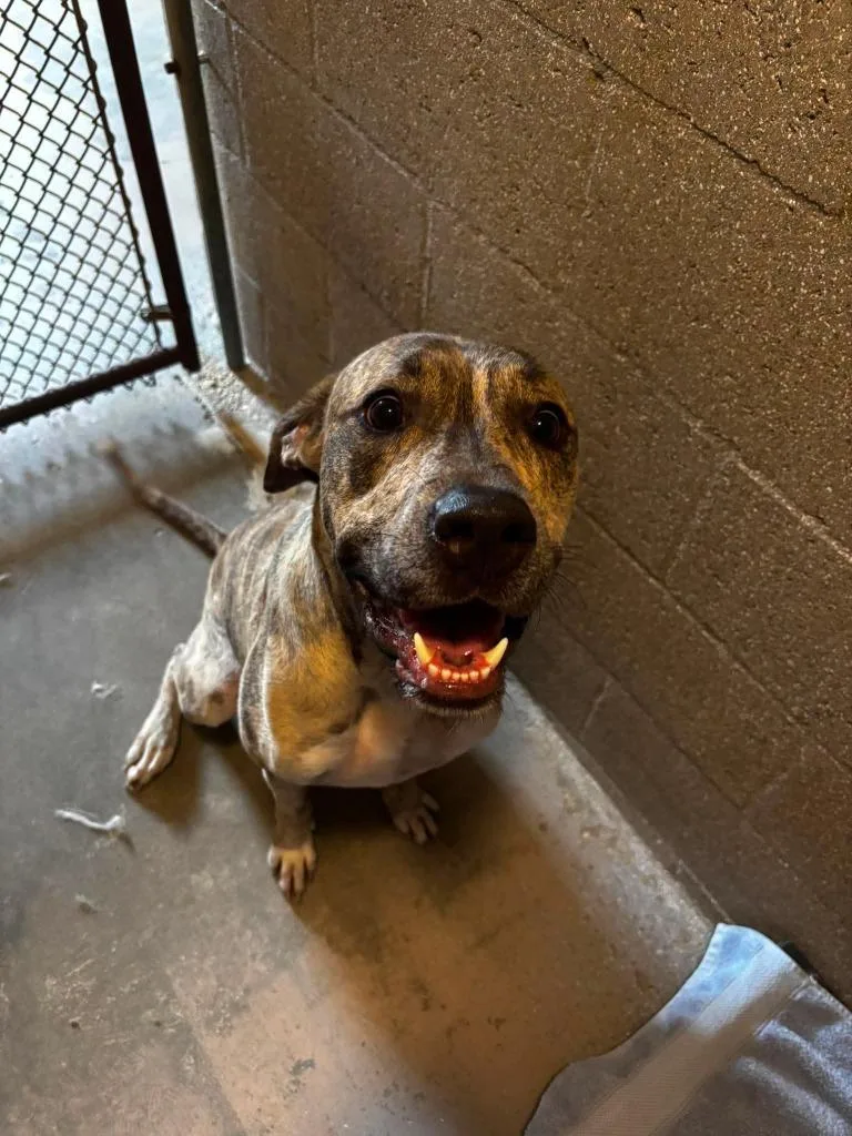 A young large-sized male Plott Hound dog named Bodhi for adoption in Sebastian, FL