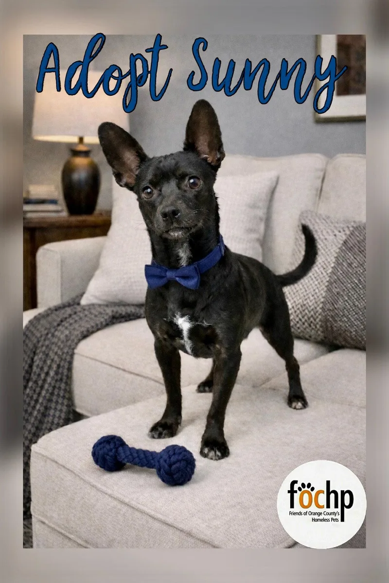 A young small-sized male Dachshund dog named Sunny for adoption in Orange, CA