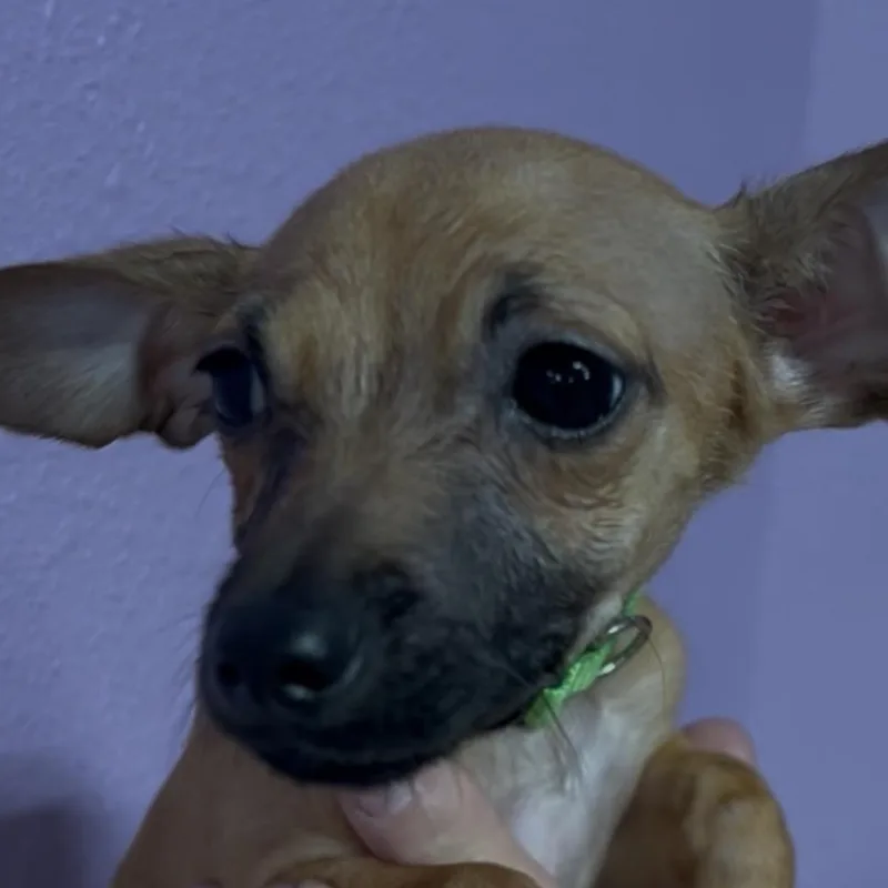 A baby small-sized female Black Chihuahua dog named Cedar for adoption in Woodland, CA