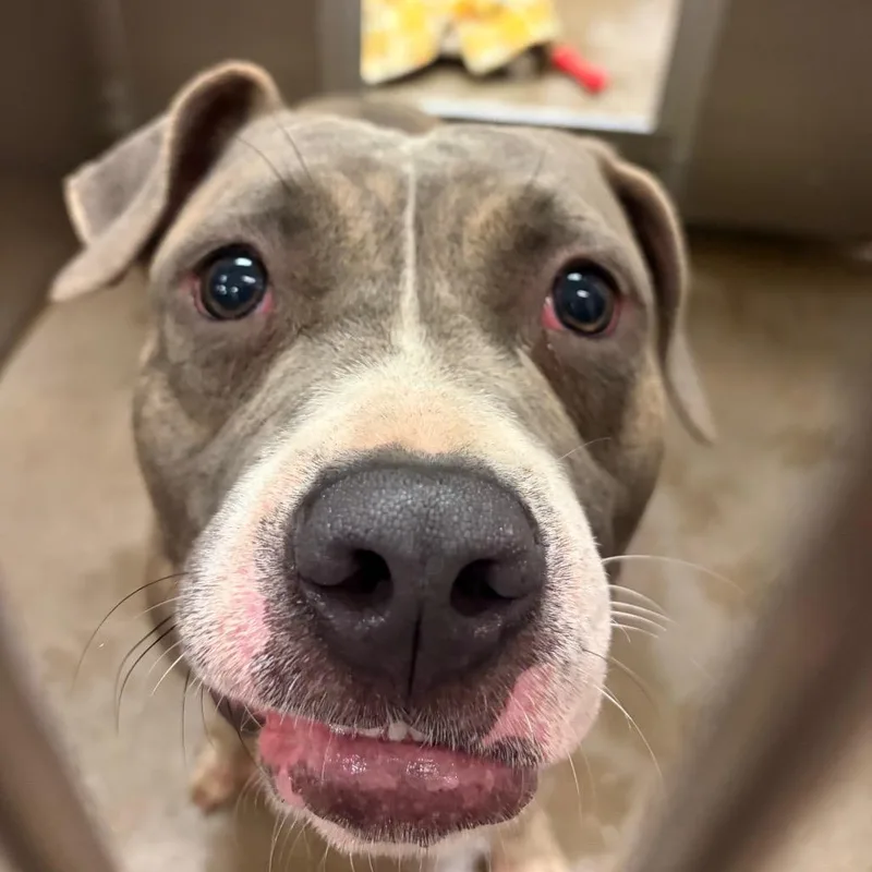 An adult large-sized male Yellow / Tan / Blond / Fawn Pit Bull Terrier dog named YORKStray for adoption in York, PA