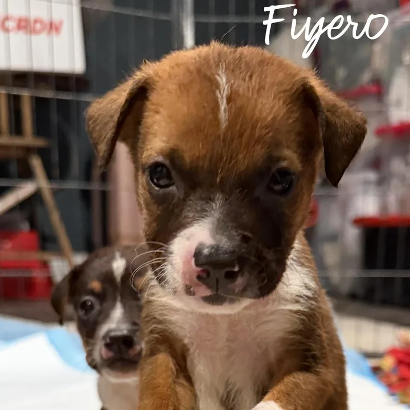 A baby small-sized male Brown / Chocolate Mixed Breed dog named Fiyero for adoption in Olathe, KS