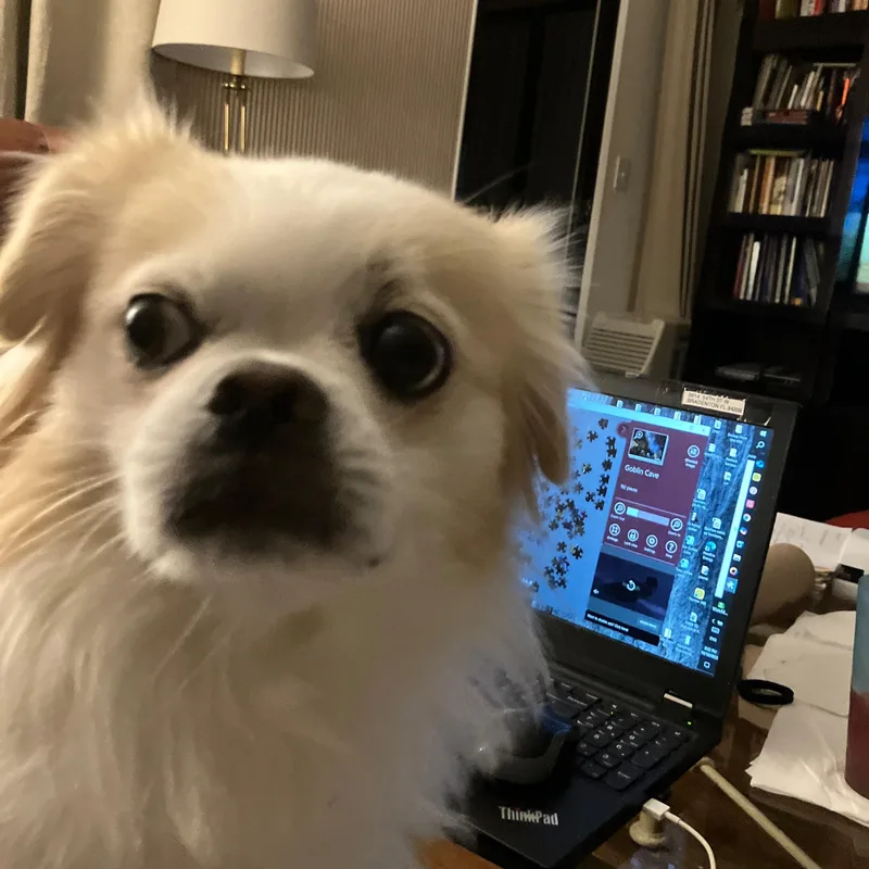 A baby small-sized male Tibetan Spaniel dog named Alfie for adoption in Bradenton, FL