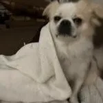 Alfie thumbnail 2