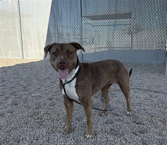 An adult large-sized female Pit Bull Terrier dog named Vida for adoption in Phoenix, AZ