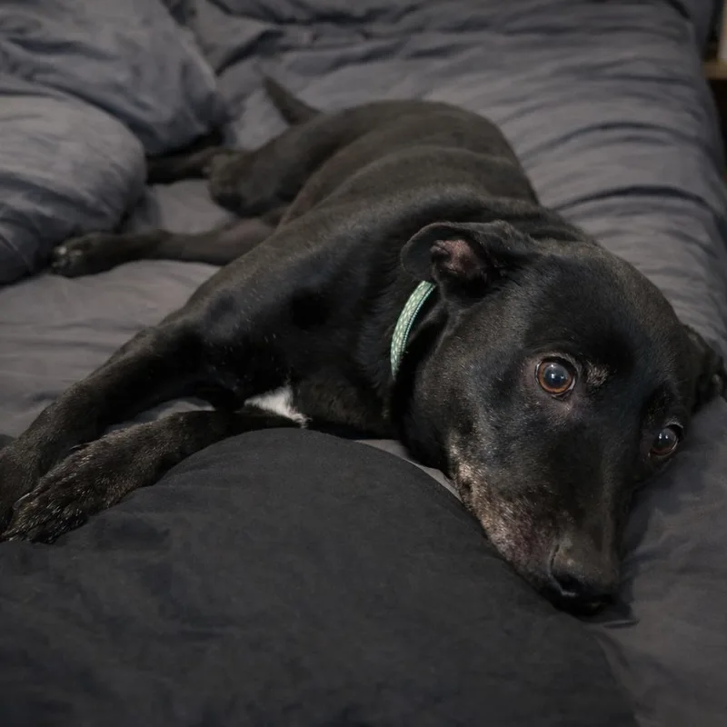 An adult small-sized female Black Pit Bull Terrier dog named Ellie for adoption in Rogersville, MO