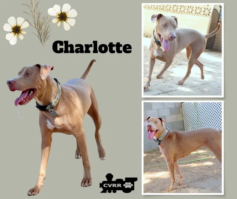 An adult large-sized female Weimaraner dog named Charlotte for adoption in LINDSAY, CA