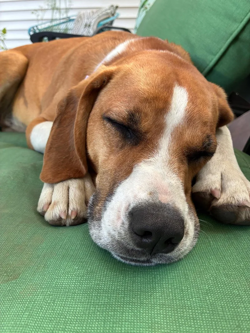 An adult medium-sized female Beagle dog named Bernadette for adoption in Georgetown, KY