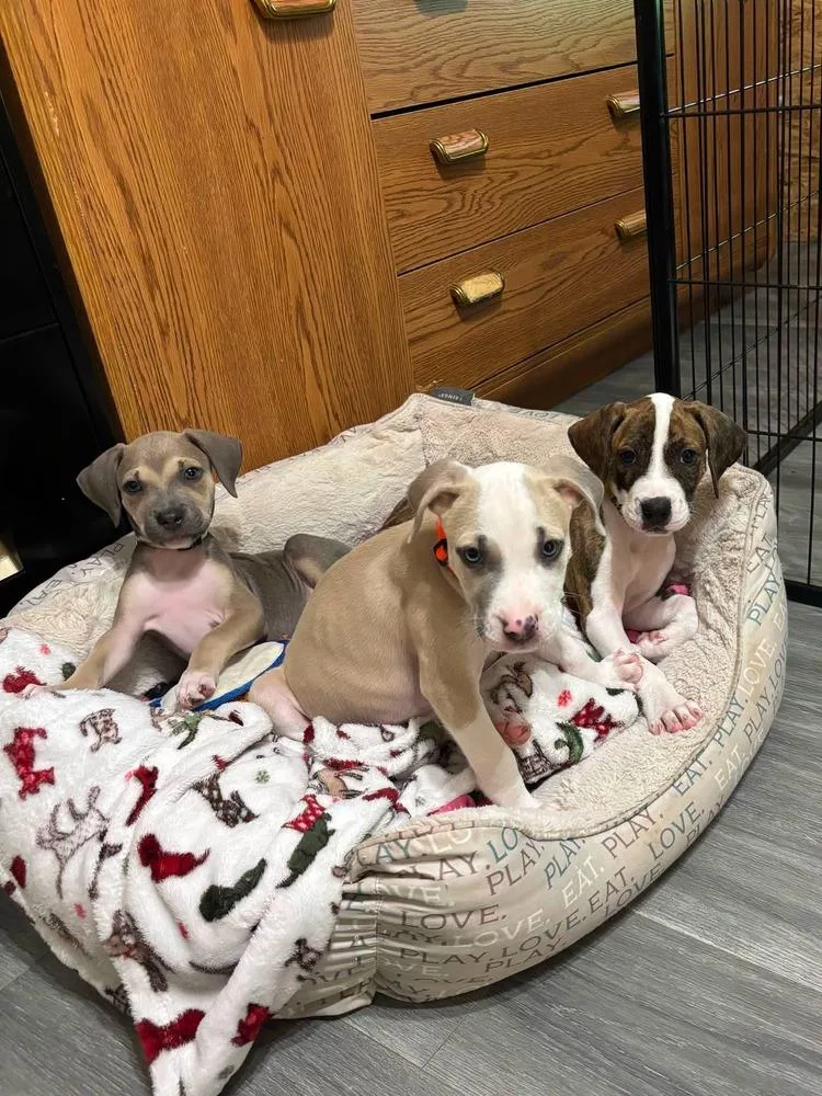 A baby small-sized female Mixed Breed dog named Baileys for adoption in Lakeland, FL
