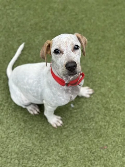 A baby medium-sized female German Shorthaired Pointer dog named Melon for adoption in Dedham, MA