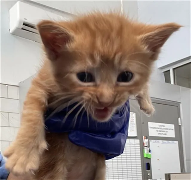 A baby medium-sized male Domestic Short Hair cat named Silky for adoption in Dallas, TX