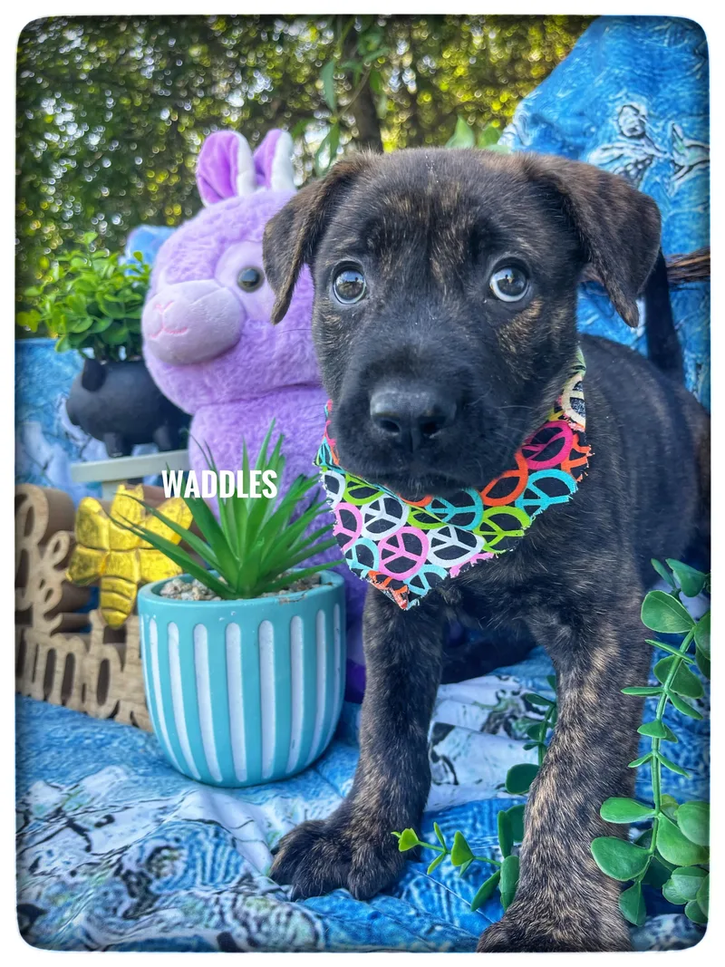 A baby medium-sized male Labrador Retriever dog named Waddles for adoption in Sebring, FL