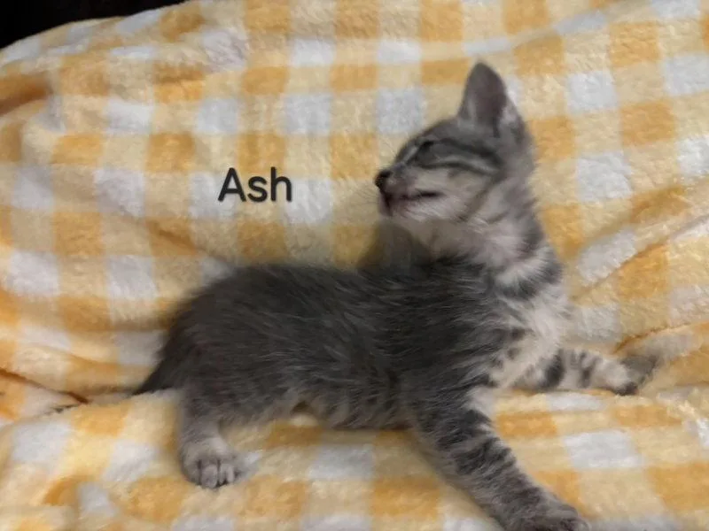 A young medium-sized male Tabby cat named Ash for adoption in Montgomery, TX