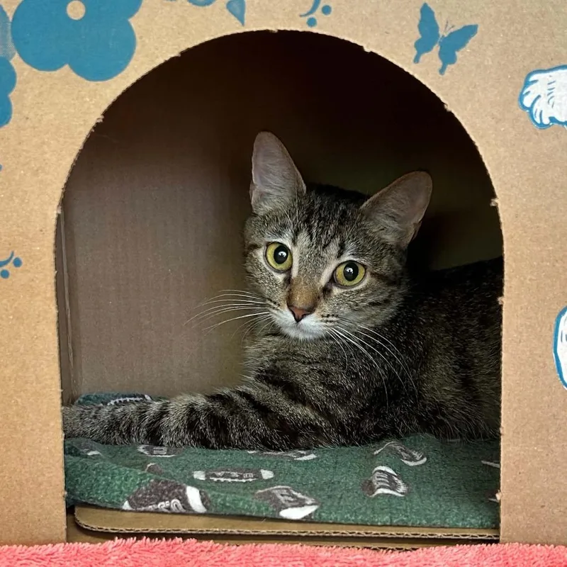 A young medium-sized female Gray / Blue / Silver Domestic Short Hair cat named Sundae for adoption in West Olive, MI