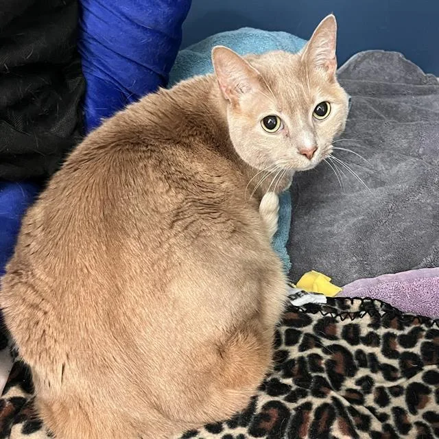 An adult small-sized male Domestic Short Hair cat named Special for adoption in Methuen, MA