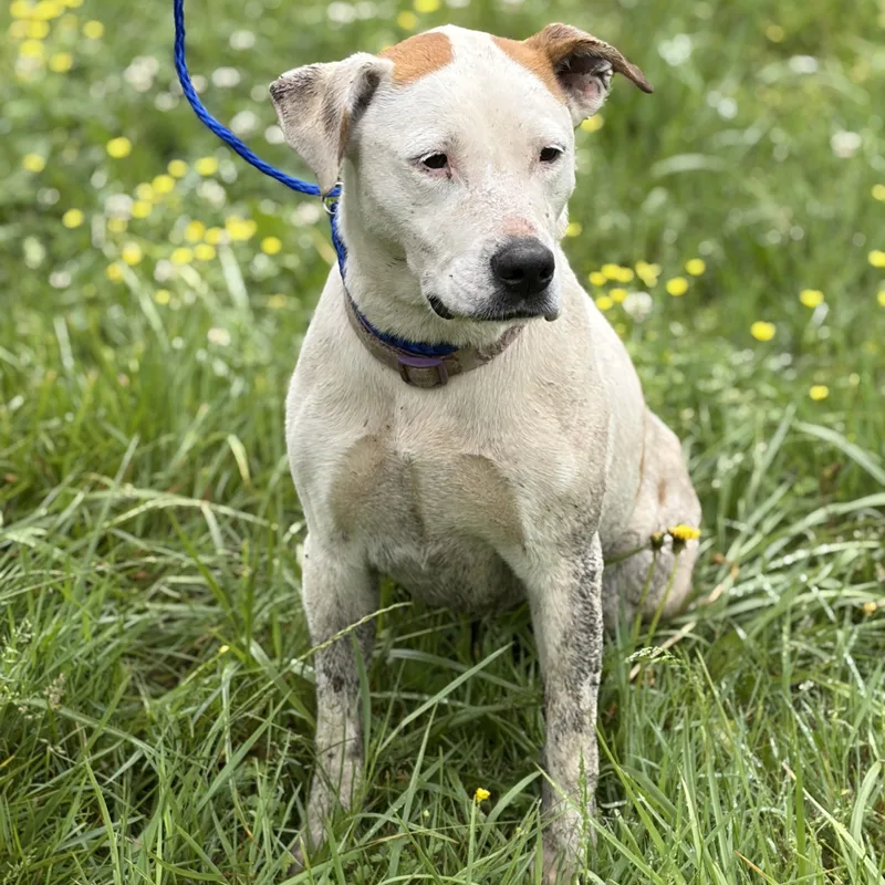 An adult medium-sized female Yellow / Tan / Blond / Fawn Pit Bull Terrier dog named Mazikeen for adoption in Hazard, KY