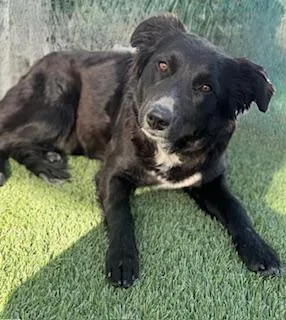 A young medium-sized female Border Collie dog named Fondue for adoption in Lathrop, CA