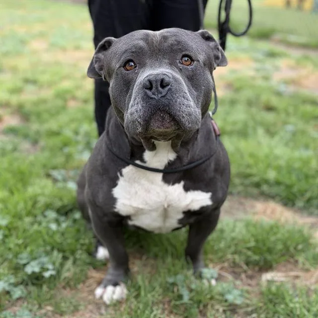 An adult large-sized male Pit Bull Terrier dog named Pita for adoption in Modesto, CA