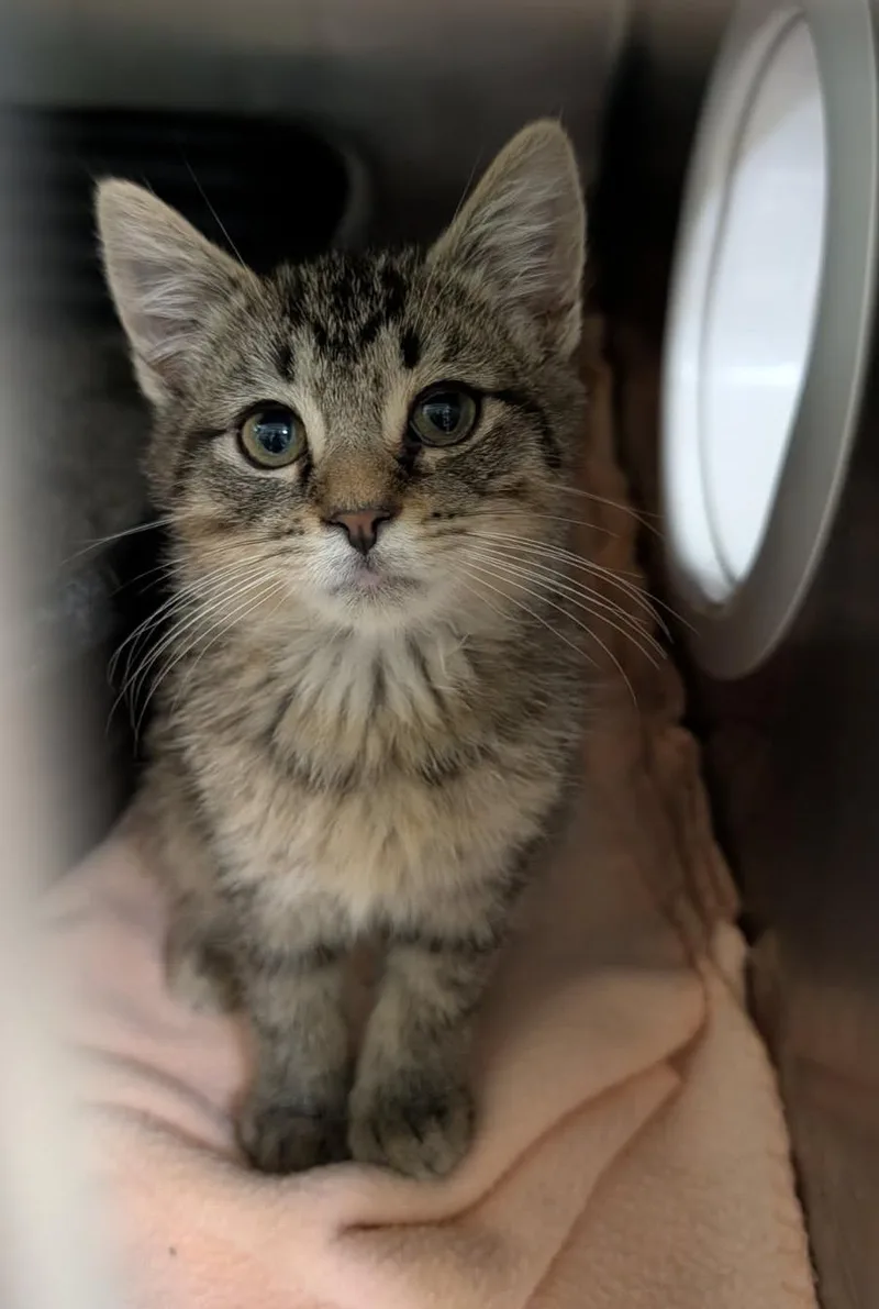 A baby medium-sized male Tabby (Brown / Chocolate) Tabby cat named Whitaker for adoption in Marietta, OH