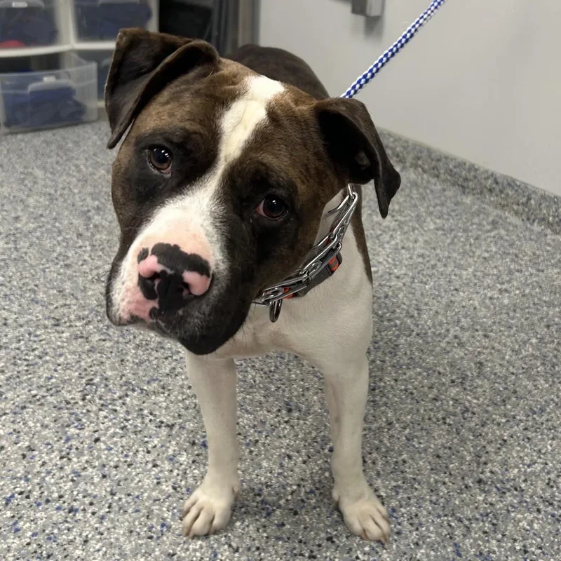 An adult large-sized male Brown / Chocolate Mixed Breed dog named Forest for adoption in Greenville, SC