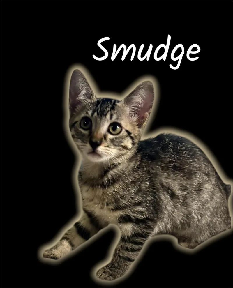 A baby small-sized female Tabby (Brown / Chocolate) Domestic Short Hair cat named Smudge for adoption in Auburn, CA